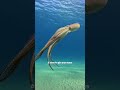 Octopus Has 3 Hearts &amp; 8 Brains?! 🐙😱 #shorts
