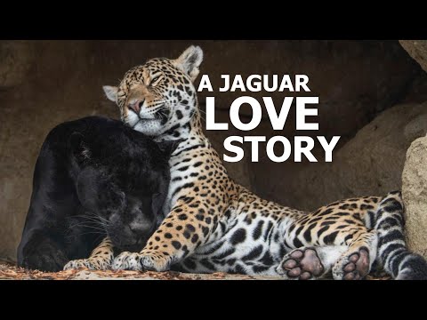 The Love Story Of Jaguars; Neron and Keira! - The Big Cat Sanctuary