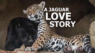 The Love Story Of Jaguars; Neron and Keira!  The Big Cat Sanctuary