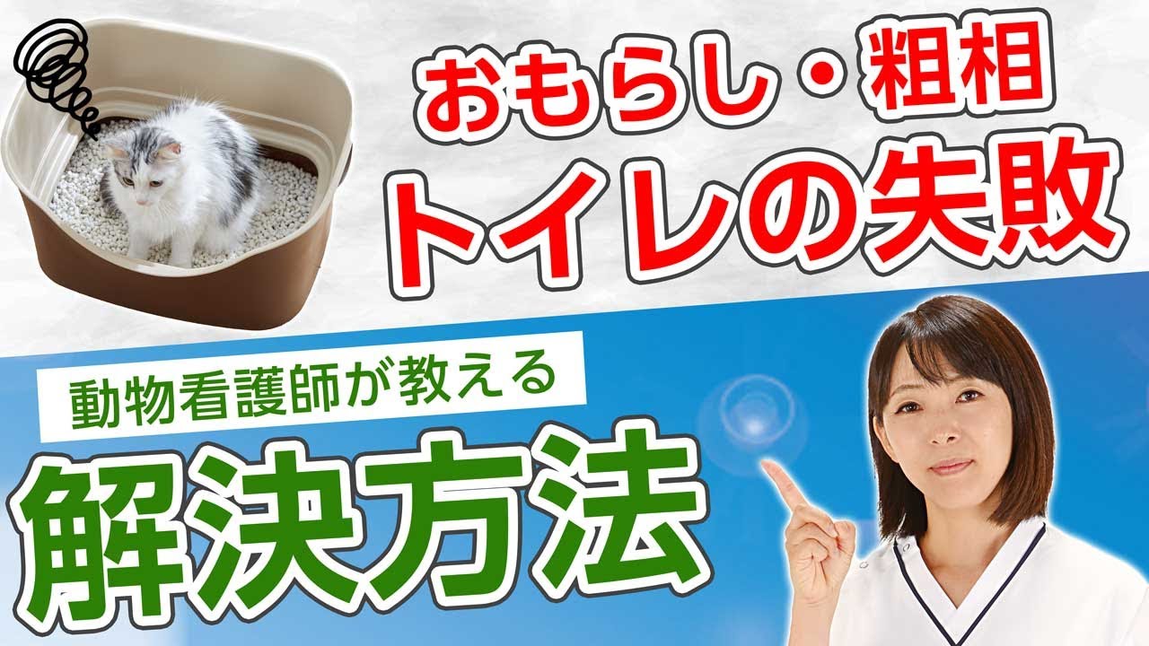 【猫のトイレ問題】失敗しちゃう原因は○○？動物看護師がお悩み解決方法を徹底解説！