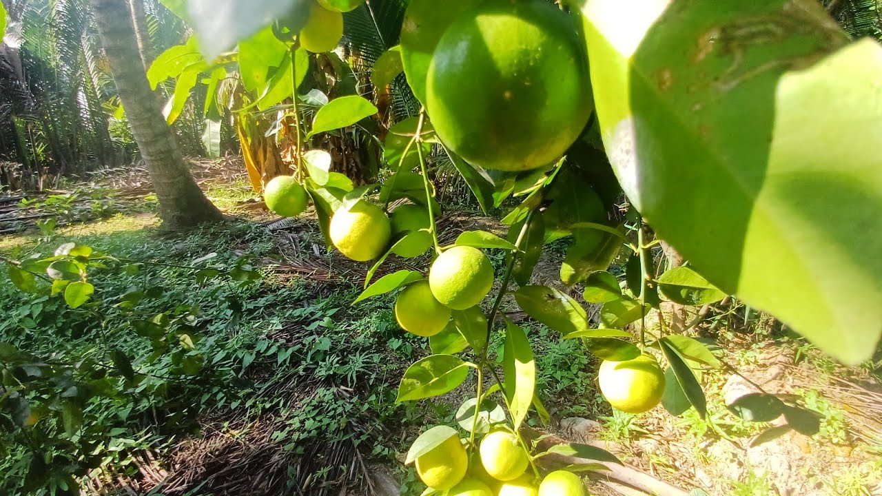 Hôn Nay Đi Hái Chanh  Nha Cả Nhà @hothihong Official5713