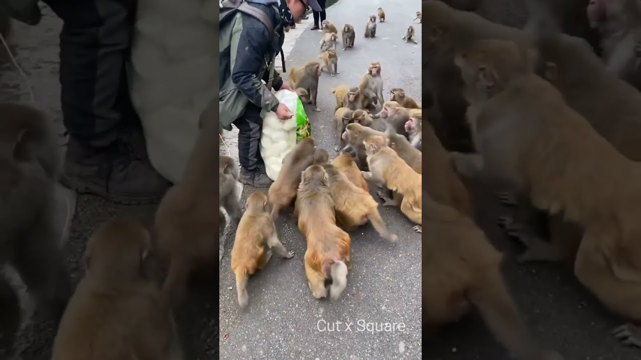 Feeding food for hungry monkey | Cut X Square