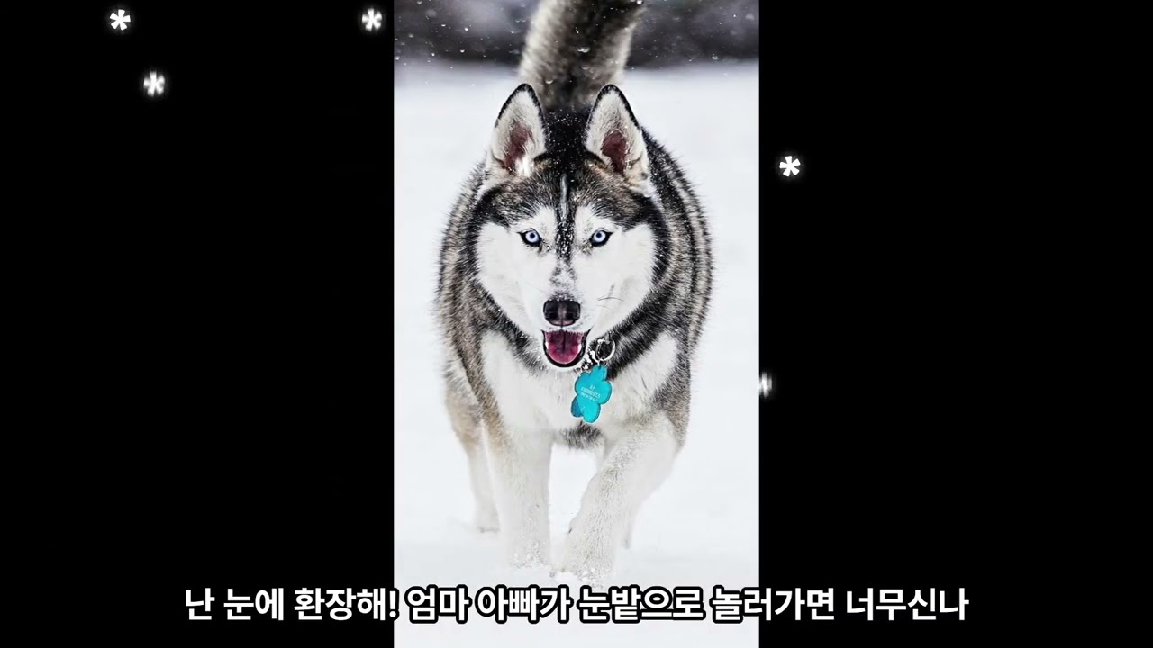 처음 보는 사람도 좋아하게 되는 허스키, 라온