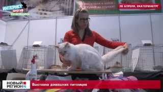 Выставка домашних питомцев. Выставка домашних питомцев.