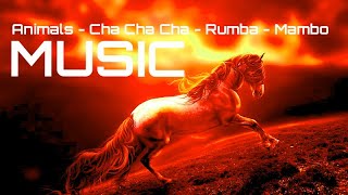 Animals - Cha Cha Cha - Rumba - Mambo - Tango - Samba Music | Instrumental Music 2024