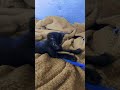 #luna#cat
