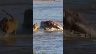 Lion bitten by hippo while crossing river#shorts