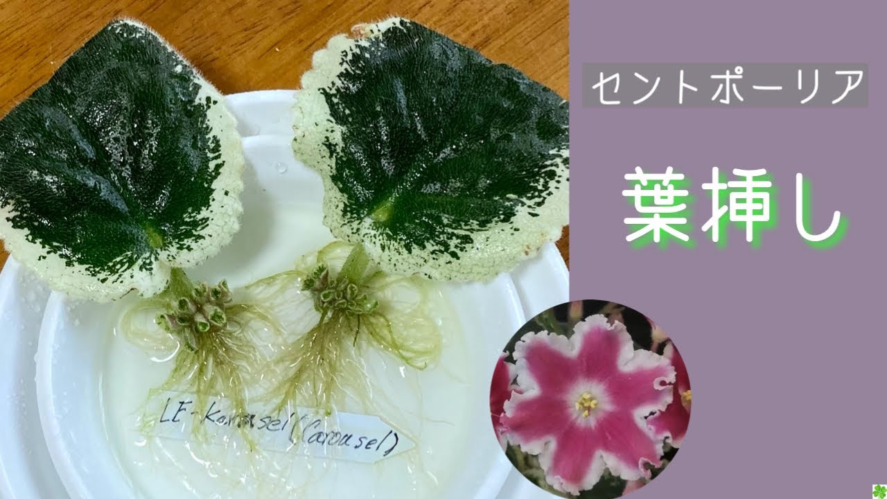 21年7月5日 セントポーリア 葉挿し 植え付け サボテン 根出しと植え付け Youtube