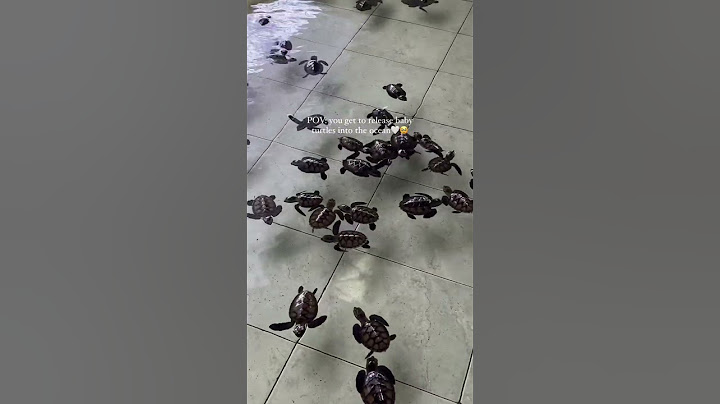 #JasonDeruloTV // Baby Turtles #GotPermissionToPost From @nomadictraveltherapy #SlowLow