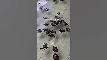 Thumbnail of #JasonDeruloTV // Baby Turtles #GotPermissionToPost From @nomadictraveltherapy #SlowLow