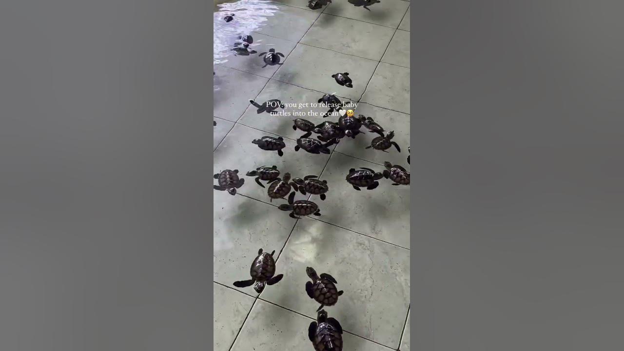 #JasonDeruloTV // Baby Turtles #GotPermissionToPost From @nomadictraveltherapy #SlowLow