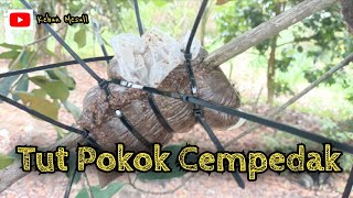 Download Lagu [ Episod 208 ] Cara Tut pokok Cempedak kampung MP3
