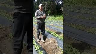 Control De Malezas En Cultivos De Ejote Francés Y Arveja Criolla