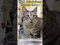 She is beautiful🥰😂Top5 Animals Funny Moments #animals #funny #pets #cat #dog #shorts #cute #trending