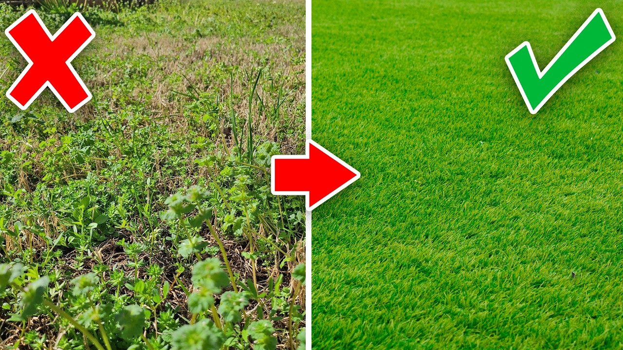 Советы по уходу за газоном из бермудской травы весной. РЕЗУЛЬТАТЫ