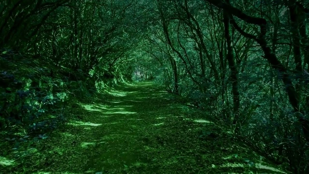 Lush Green Forest