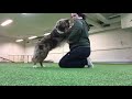 Freestyle routine training with the dogs