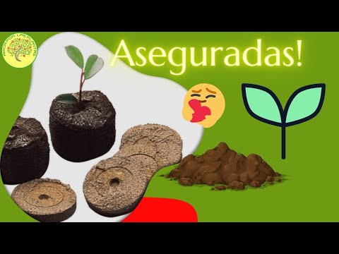 Video: Cultivamos Plántulas En Tabletas De Turba