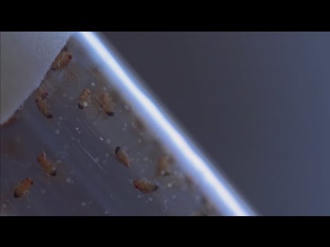 Video: Drosophila Melanogaster Ako Alternatívny Modelový Organizmus Vo Výžive