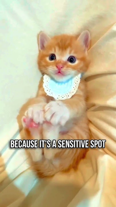 why-your-cat-shows-its-belly-youtube