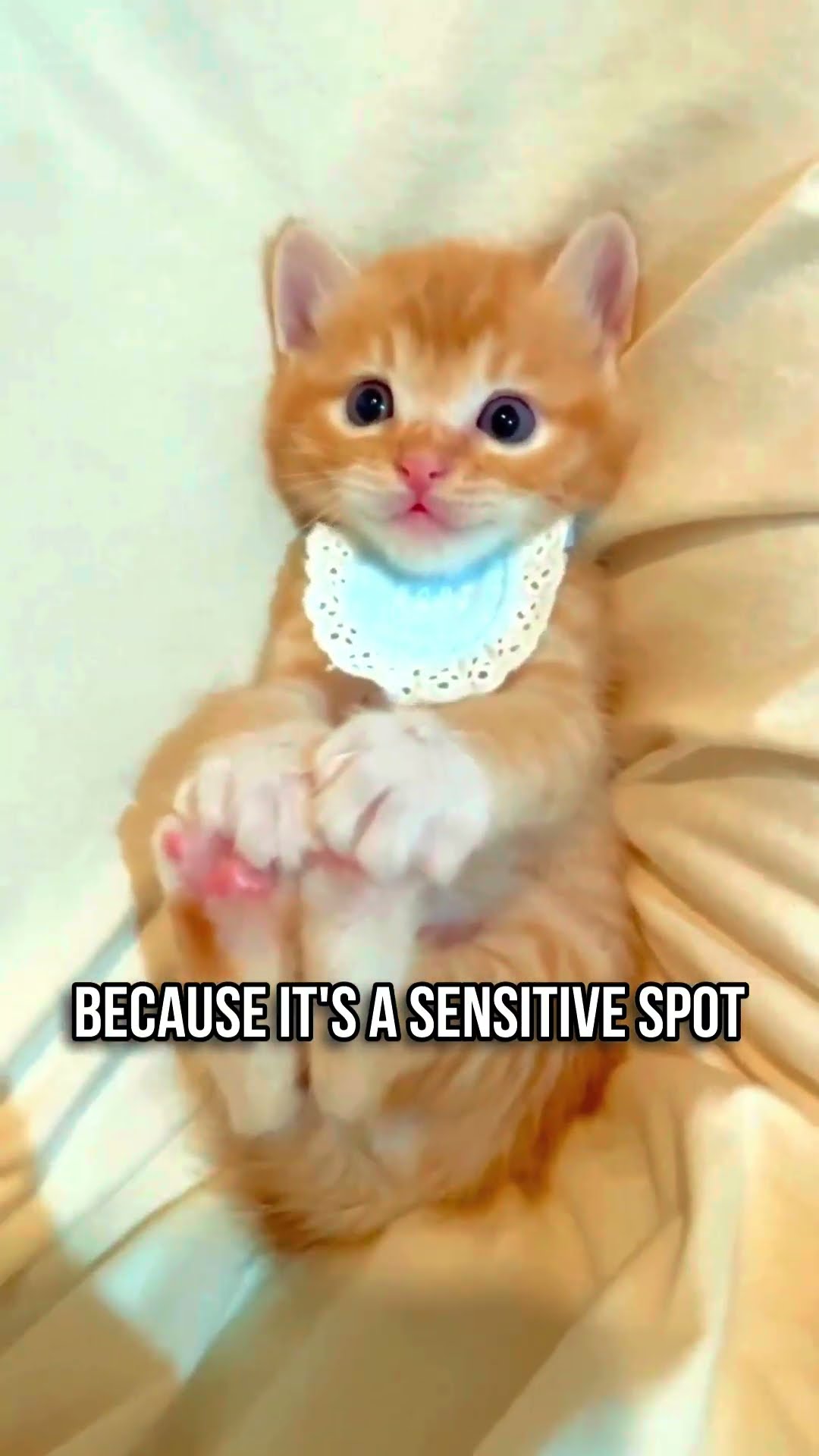 Why Your Cat Shows Its Belly YouTube Why Your Cat Shows Its Belly YouTube