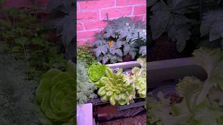 Обзор, ОГОРОДА на БАЛКОНЕ. 8. октября #огороднаподоконнике #garden #огородкруглыйгод #огороддома