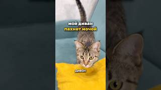 🐾Ликвидатор с вб: #WW137746 (копируй и вставляй в поис вб)