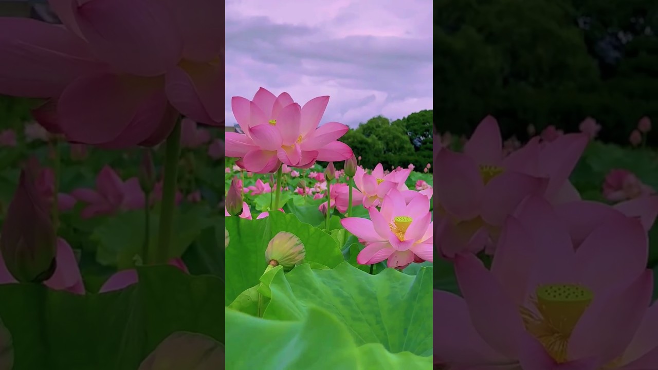Beautiful Lotus Flowers.🥰|| #lotus #nature #lake #entertainment #relaxingsounds