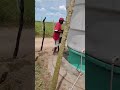 Aguando os pés de bananeiras