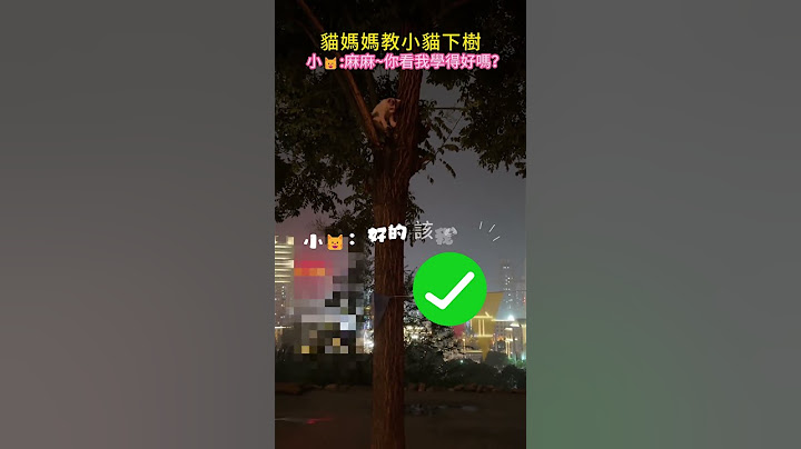 🐱貓媽媽教小貓下樹💖 小貓學得有模有樣✨！言傳身教 幸福的畫面😊 #cat  #cute #healing  #shorts  #funnyshorts #catshorts