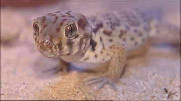 Gecko Adhesion
