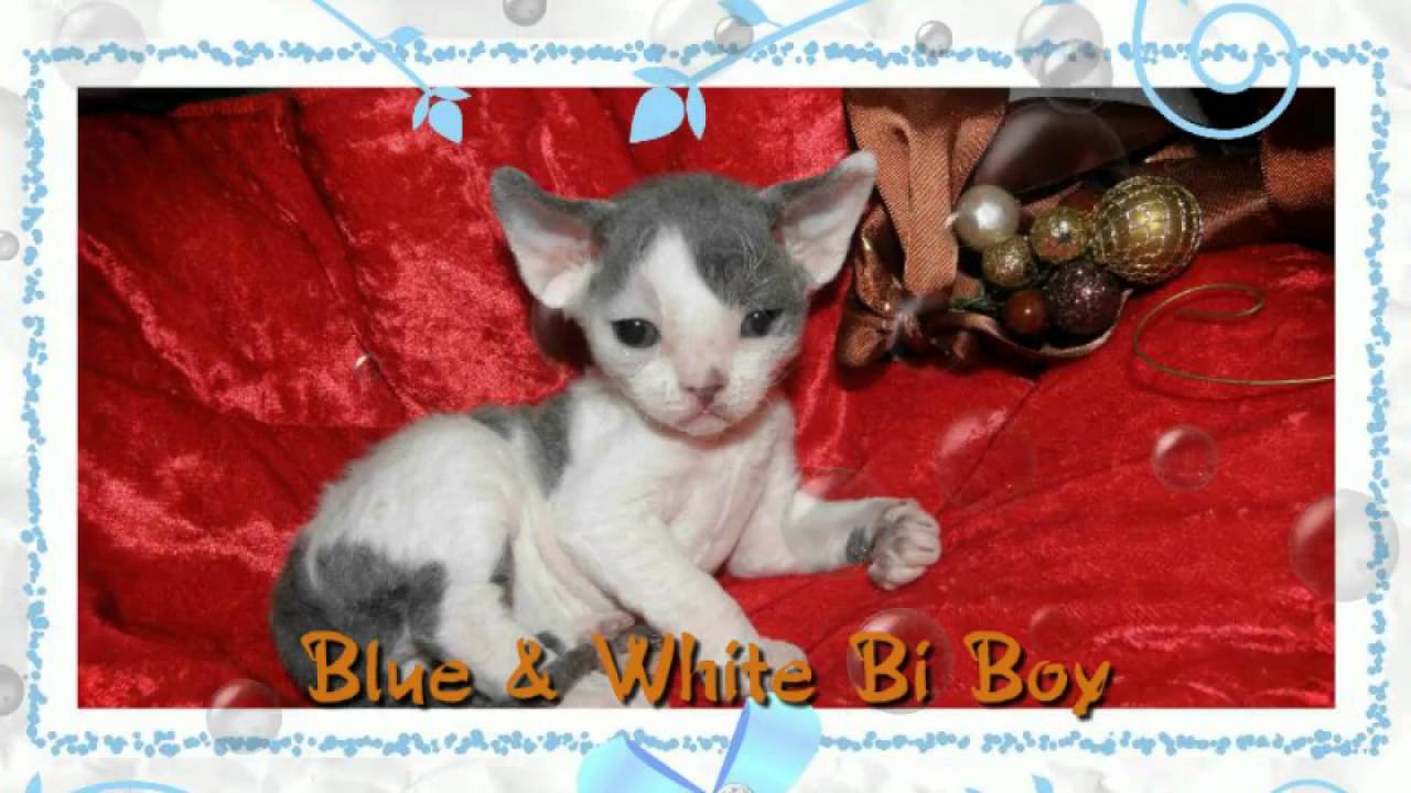 Devon Rex kittens for sale YouTube