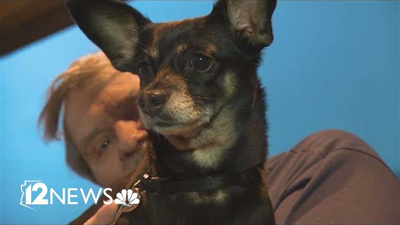 Missing service dog reunited with owner after being separated by ...