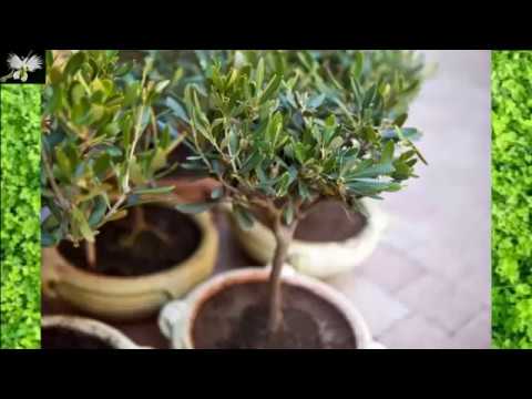 Video: Olivos cultivados en contenedores: cómo cultivar un olivo en una maceta