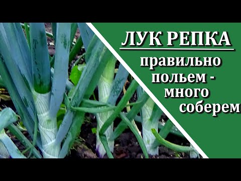 Видео: Капельный полив лука – узнайте, как поливать лук в саду