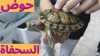 سلاحف شرسة غير اليفه | TURTLE ROOM