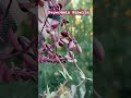 Пеперомія червона Рубелла найбільш декоративна ампельна рослина #пеперомія #кімнатнірослини