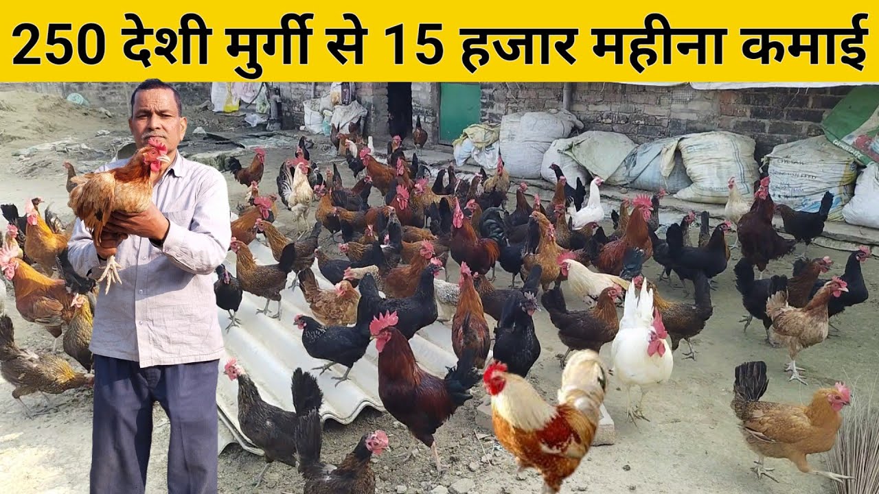 घर के आंगन में फ्री रेंज देशी मुर्गी पालन | Free Range Backyard Poultry Farm #deshimurgipalan