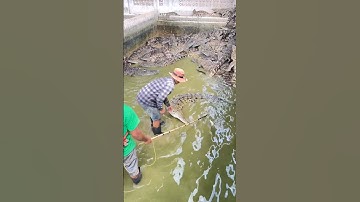 Een zorginstelling heeft de krokodil ontvangen