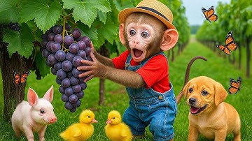 Monkey Nana Drives a Tractor to Find the Missing Duckling 🦆🚜 | Unexpected Farm Adventure