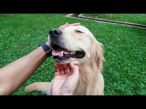 Video: Cara Melatih Anak Kucing Menjadi Anjing