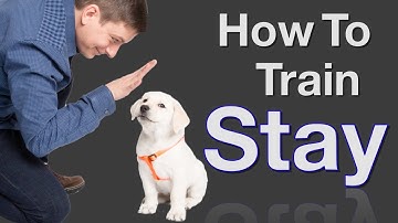How to Teach your Dog to Stay in 3 Steps Force Free!