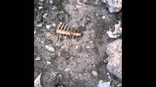 The unity of ants.