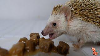 Domestic African hedgehog  All about its care (Atelerix sp)