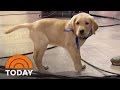 Help Give TODAY's Puppy A Name! | TODAY