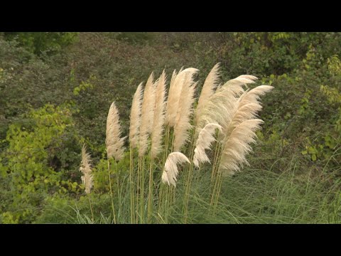 Vidéo: Où pousse l'herbe de la pampa en Floride ?
