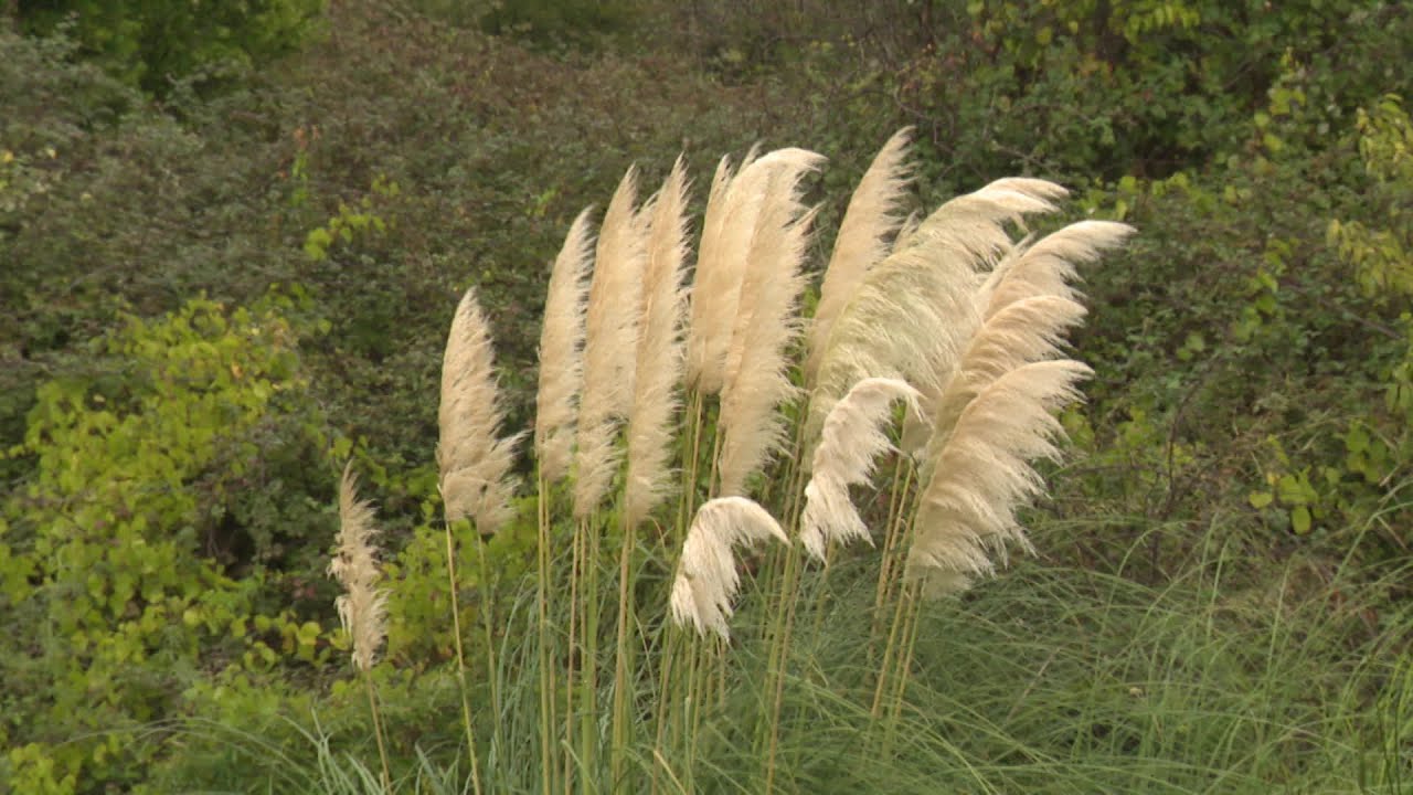 L'herbe de la pampa, une espèce invasive - thptnganamst.edu.vn