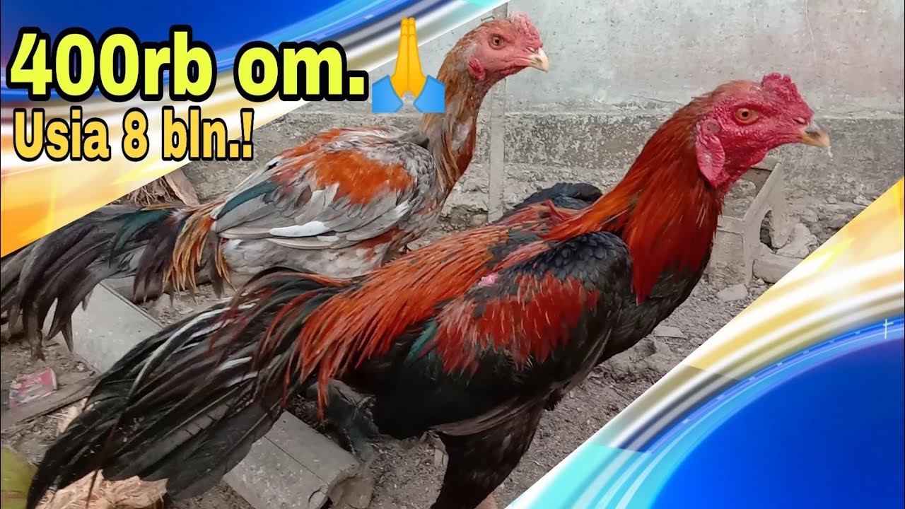 Ayam Thailand Ekor Lidi harga Murah - YouTube