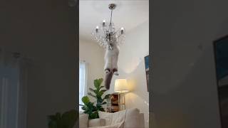 Cat Flies To Chandelier After Dog Drops Real Frog