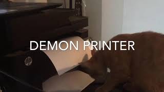 Crazy cat VS the printer